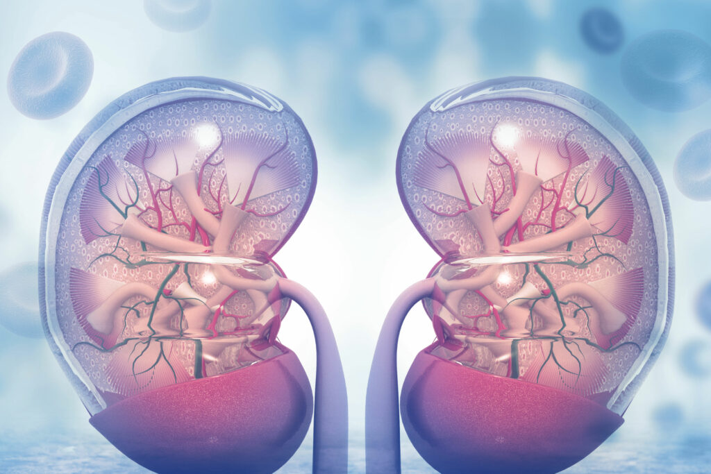 conceptual kidney image