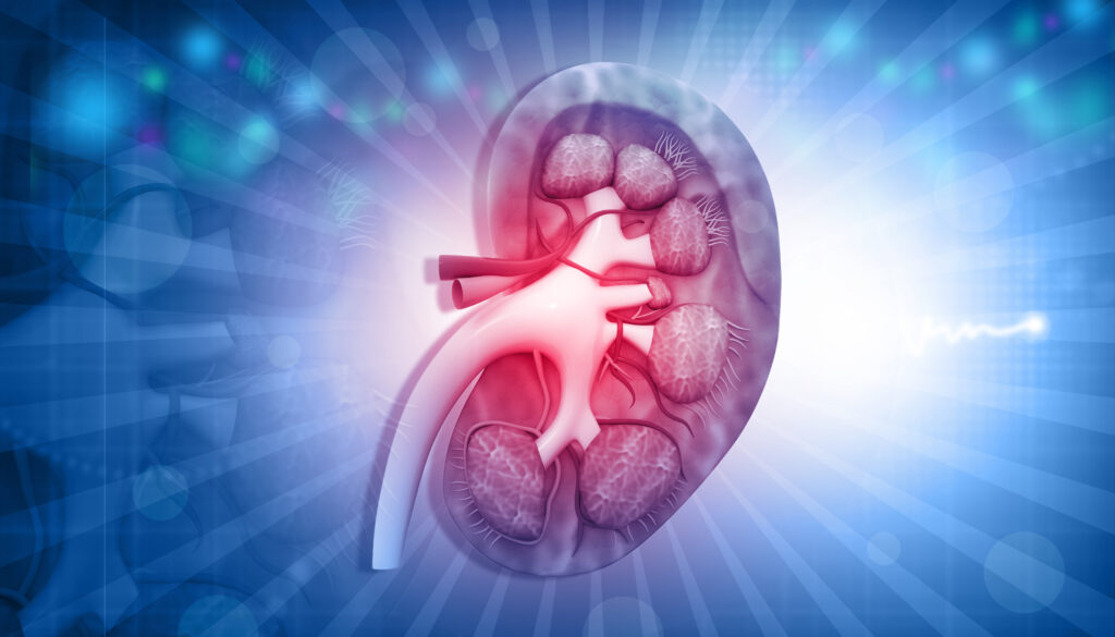Human kidney anatomy on abstract background